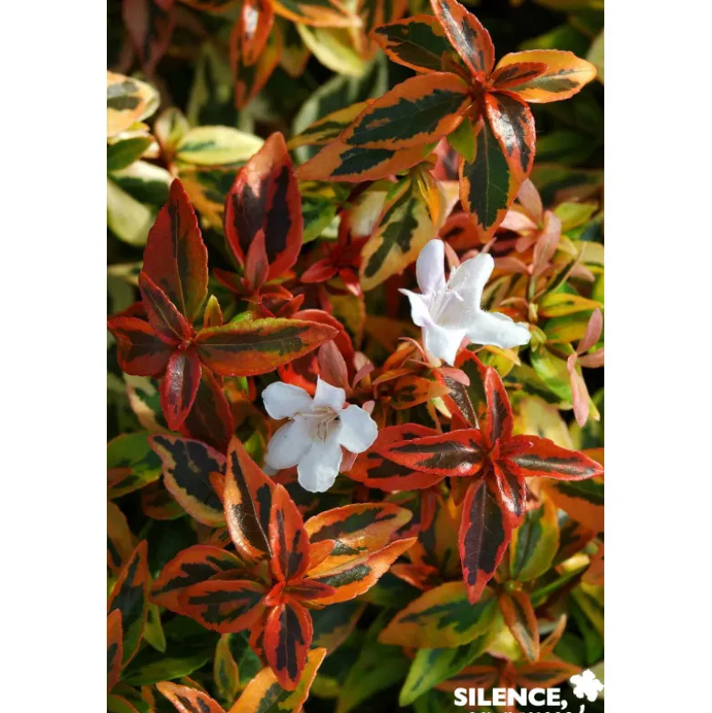 ABELIA grandiflora Kaleidoscope COV C4.5L - SILENCE ÇA POUSSE