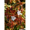 ABELIA grandiflora Kaleidoscope COV C10L - SILENCE ÇA POUSSE