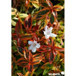 ABELIA grandiflora Kaleidoscope COV C10L - SILENCE ÇA POUSSE