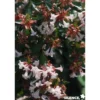 ABELIA grandiflora Semperflorens C4.5L - SILENCE ÇA POUSSE