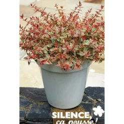 ABELIA GR.TRICOLOR CHARM (R) - SILENCE ÇA POUSSE