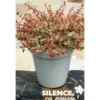 ABELIA tricolor Charm® TFE C4.5L - SILENCE ÇA POUSSE