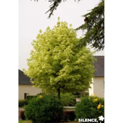 ACER platanoides Drummondii TG H180 C25L - SILENCE ÇA POUSSE