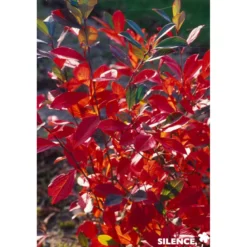 ARONIA arbutifolia Brilliant C4.5L - SILENCE ÇA POUSSE