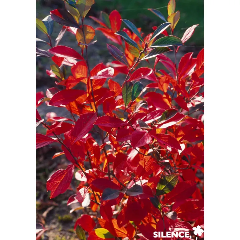 ARONIA arbutifolia Brilliant C4.5L - SILENCE ÇA POUSSE