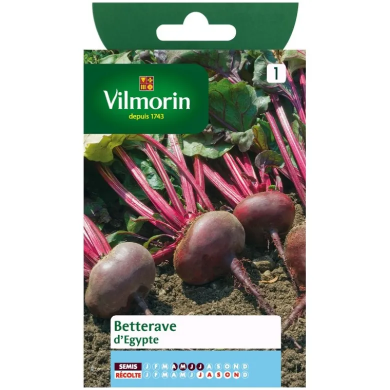 Betterave rouge Vilmorin d'Egypte