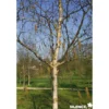 BETULA albosinensis Fascination CEP 3ANS C15L - SILENCE ÇA POUSSE