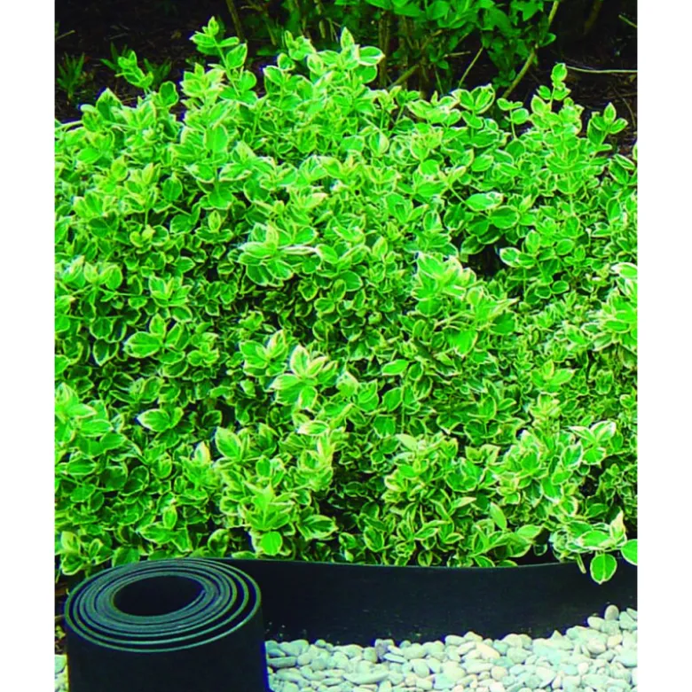 Bordure selfix h13cm-5m caoutchouc recyclé noir - NORTENE