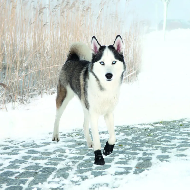 Bottes de protection Walker active L-2pcs noir - TRIXIE