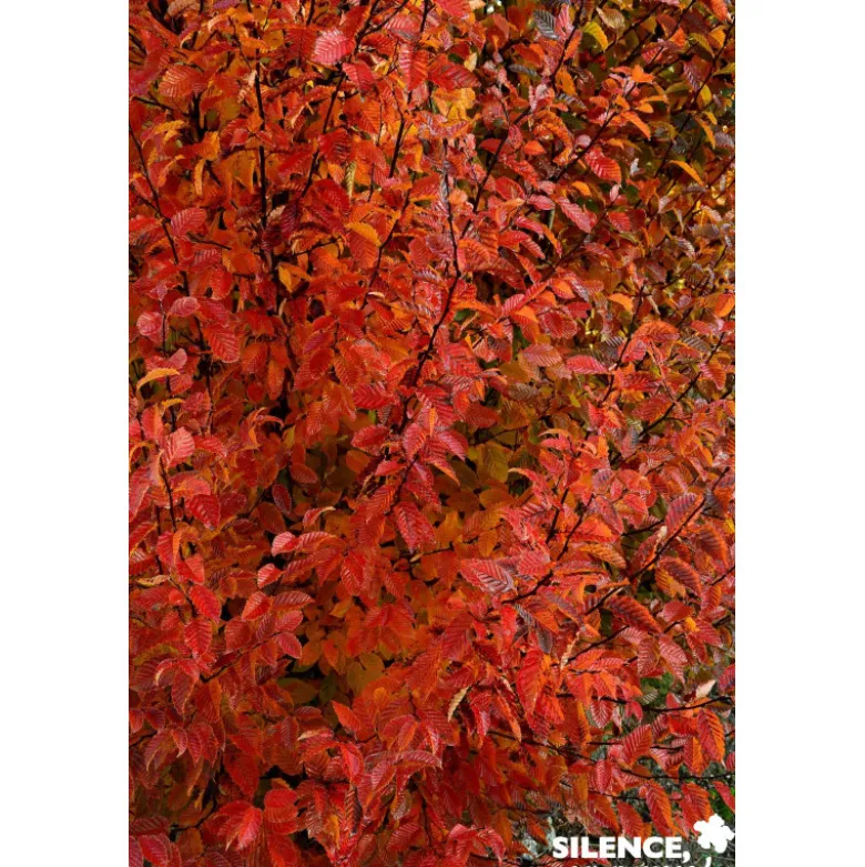 CARPINUS betulus Orange Retz C15L - SILENCE ÇA POUSSE