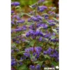 CARYOPTERIS clandonensis Grand Bleu® C4.5L - SILENCE ÇA POUSSE