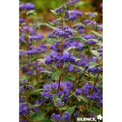 CARYOPTERIS clandonensis Grand Bleu® C4.5L - SILENCE ÇA POUSSE
