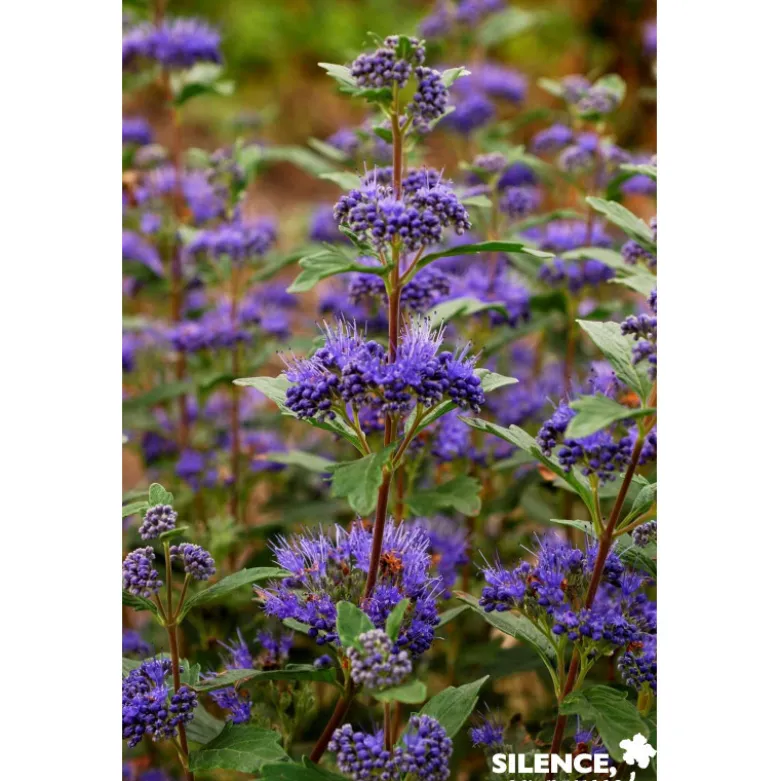 CARYOPTERIS clandonensis Grand Bleu® C4.5L - SILENCE ÇA POUSSE