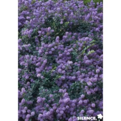 CEANOTHUS prostratus C2L-RC - SILENCE ÇA POUSSE