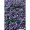 CEANOTHUS prostratus C4.5L - SILENCE ÇA POUSSE