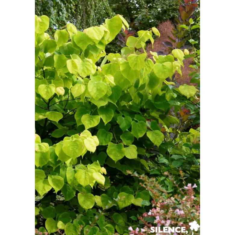 CERCIS canadensis Hearts Of Gold TFE C10L - SILENCE ÇA POUSSE
