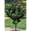 CERCIS canadensis Little Woody® TFE C10L - SILENCE ÇA POUSSE