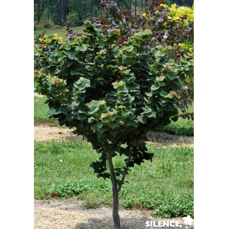 CERCIS canadensis Little Woody® TFE C10L - SILENCE ÇA POUSSE