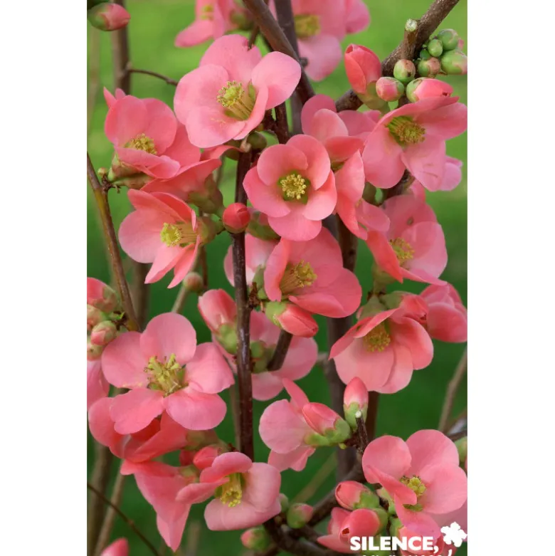 CHAENOMELES speciosa Eximia TFE-3TUT C4.5L - SILENCE ÇA POUSSE