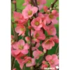 CHAENOMELES speciosa Eximia C4.5L - SILENCE ÇA POUSSE