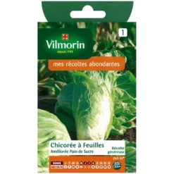 Chicorée sauvage Vilmorin pain de sucre