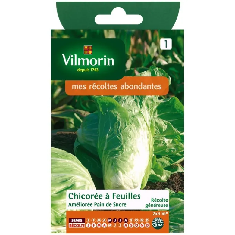 Chicorée sauvage Vilmorin pain de sucre