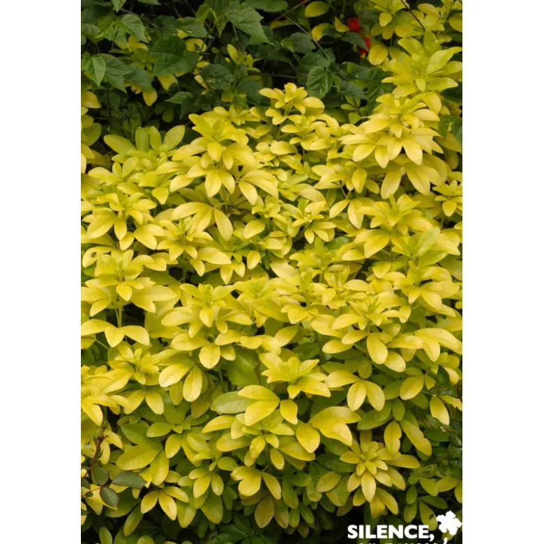 CHOISYA ternata Sundance® TFE C7L - SILENCE ÇA POUSSE