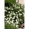 CISTUS monspeliensis C4.5L - SILENCE ÇA POUSSE