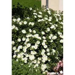 CISTUS monspeliensis C4.5L - SILENCE ÇA POUSSE