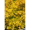 CORNUS alba Aurea TFE C4.5L - SILENCE ÇA POUSSE