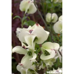 CORNUS florida Cloud Nine TFE C4.5L - SILENCE ÇA POUSSE