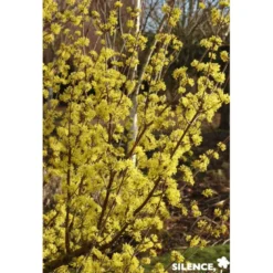 CORNUS officinalis BALIV C15L - SILENCE ÇA POUSSE