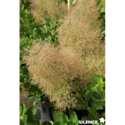 COTINUS coggygria Young Lady TFE C4.5L - SILENCE ÇA POUSSE