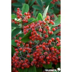 COTONEASTER lacteus TFE C4L - SILENCE ÇA POUSSE