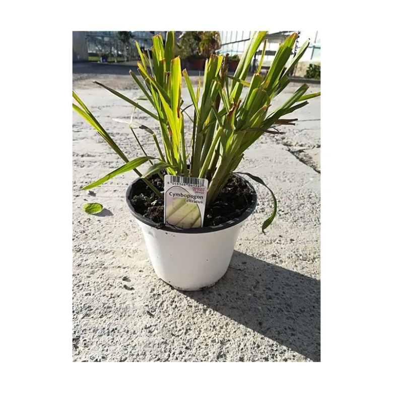 Cymbopogon touffe p14 - DELLA VALLE