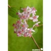 DEUTZIA x Mont Rose TFE C4.5L - SILENCE ÇA POUSSE
