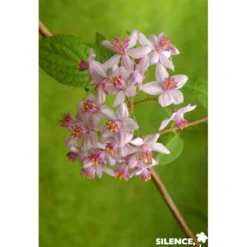 DEUTZIA x Mont Rose TFE C4.5L - SILENCE ÇA POUSSE