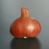 Echalote "Red Sun" 1kg - Calibre 7/15