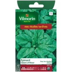 Epinard géant Vilmorin d'hiver