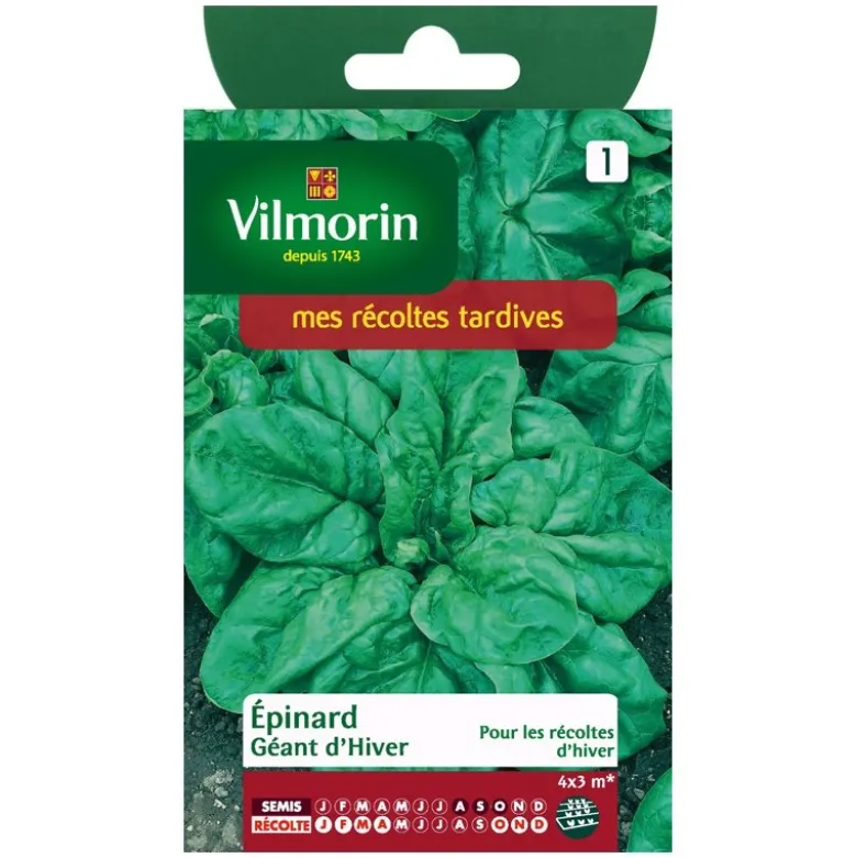 Epinard géant Vilmorin d'hiver