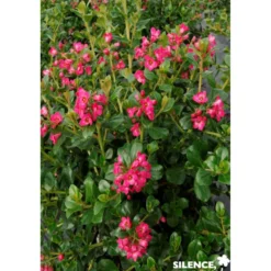 ESCALLONIA pride Of Donard TFE C4.5L - SILENCE ÇA POUSSE