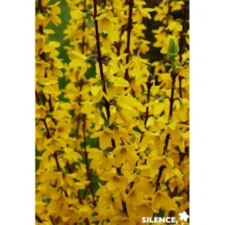 Forsythia inte.mindor cov c10 kit pdp - SILENCE ÇA POUSSE