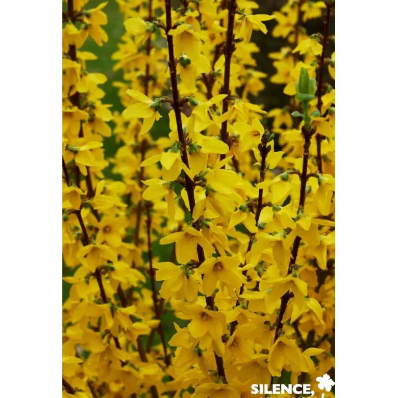 Forsythia inte.mindor cov c10 kit pdp - SILENCE ÇA POUSSE