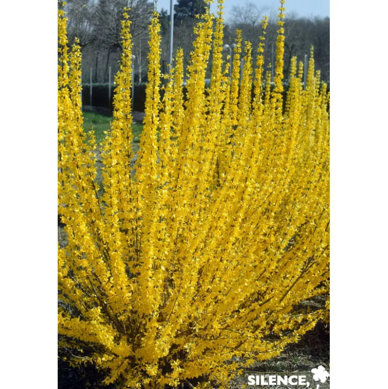FORSYTHIA intermedia Lynwood TFE C4.5L - SILENCE ÇA POUSSE
