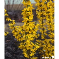 FORSYTHIA intermedia Week End® C4.5L - SILENCE ÇA POUSSE