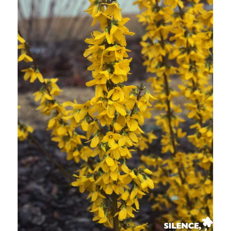 FORSYTHIA intermedia Week End® C4.5L - SILENCE ÇA POUSSE