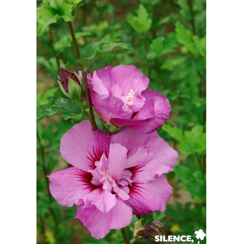 HIBISCUS syriacus Eruption® TFE C4.5L - SILENCE ÇA POUSSE