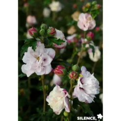 HIBISCUS syriacus French Cabaret® Pastel TFE C4. - SILENCE ÇA POUSSE
