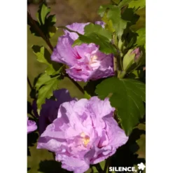 HIBISCUS syriacus Lavender Chiffon® SOL C10L - SILENCE ÇA POUSSE