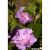 HIBISCUS syriacus Lavender Chiffon® TG H110-2ANS - SILENCE ÇA POUSSE